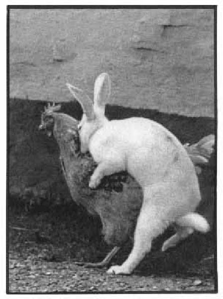 animaux 0006-humourenvrac